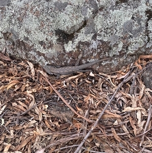 Pogona barbata at Garran, ACT - 1 Nov 2024