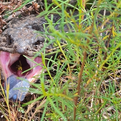 Tiliqua rugosa (Shingleback Lizard) at Hackett, ACT - 31 Oct 2024 by WalkYonder