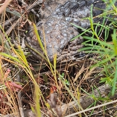 Tiliqua rugosa at Hackett, ACT - 31 Oct 2024 11:41 AM