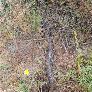 Tiliqua rugosa at Hackett, ACT - 31 Oct 2024 11:41 AM