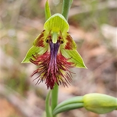 Calochilus campestris (Copper Beard Orchid) at Penrose, NSW - 31 Oct 2024 by Aussiegall