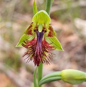 Calochilus campestris at Penrose, NSW - suppressed