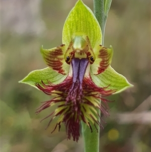 Calochilus campestris at Penrose, NSW - 31 Oct 2024