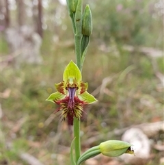 Calochilus campestris at Penrose, NSW - 31 Oct 2024