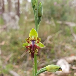Calochilus campestris at Penrose, NSW - suppressed