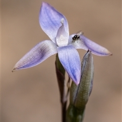 Thelymitra sp. at Penrose, NSW - 28 Oct 2024 by Aussiegall