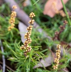 Lomandra obliqua at Penrose, NSW - suppressed