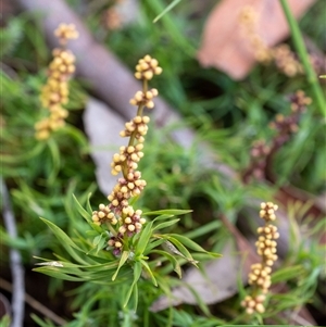 Lomandra obliqua (Twisted Matrush) at Penrose, NSW by Aussiegall