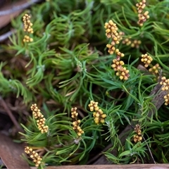 Lomandra obliqua at Penrose, NSW - suppressed
