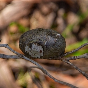 Unidentified at suppressed - 30 Oct 2024