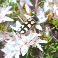 Castiarina decemmaculata (Ten-spot Jewel Beetle) at Tharwa, ACT - 1 Nov 2024 by Harrisi