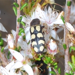 Castiarina decemmaculata at Tharwa, ACT - 1 Nov 2024