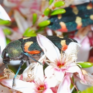 Castiarina sexplagiata at Tharwa, ACT - 1 Nov 2024 11:54 AM