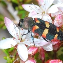 Castiarina sexplagiata at Tharwa, ACT - 1 Nov 2024 11:54 AM