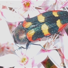 Castiarina sexplagiata at Tharwa, ACT - 1 Nov 2024 11:54 AM