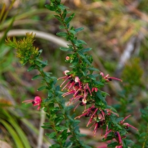 Grevillea sp. at Bundanoon, NSW by Aussiegall