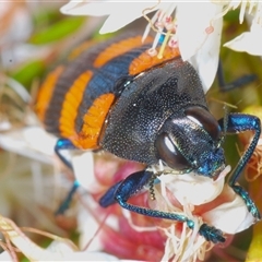 Castiarina thomsoni (A jewel beetle) at Tharwa, ACT - 1 Nov 2024 by Harrisi