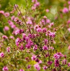 Kunzea parvifolia at Bundanoon, NSW - 29 Oct 2024 by Aussiegall