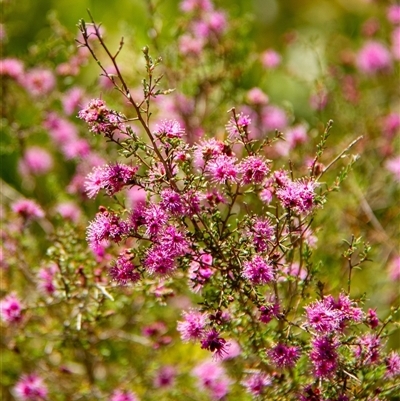 Kunzea parvifolia at Bundanoon, NSW - 30 Oct 2024 by Aussiegall