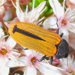 Castiarina erythroptera at Tharwa, ACT - 1 Nov 2024