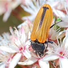 Castiarina erythroptera at Tharwa, ACT - 1 Nov 2024