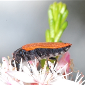 Castiarina erythroptera at Tharwa, ACT - 1 Nov 2024 10:57 PM