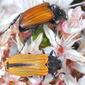 Castiarina erythroptera at Tharwa, ACT - 1 Nov 2024