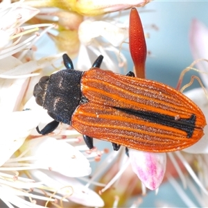 Castiarina erythroptera at Tharwa, ACT - 1 Nov 2024 10:57 PM