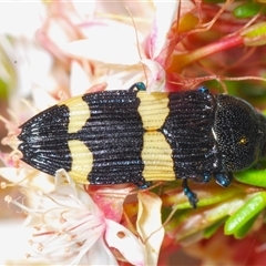 Castiarina bifasciata (Jewel beetle) at Tharwa, ACT - 1 Nov 2024 by Harrisi