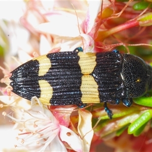 Castiarina bifasciata at Tharwa, ACT - 1 Nov 2024