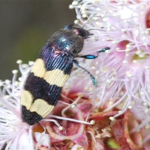 Castiarina bifasciata at Tharwa, ACT - 1 Nov 2024