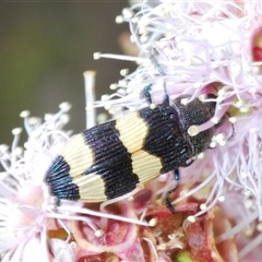 Castiarina bifasciata at Tharwa, ACT - 1 Nov 2024