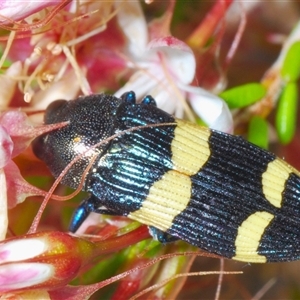 Castiarina bifasciata at Tharwa, ACT - 1 Nov 2024