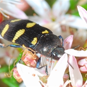 Castiarina inconspicua at Tharwa, ACT - 1 Nov 2024