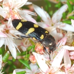 Castiarina inconspicua at Tharwa, ACT - 1 Nov 2024