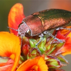 Melobasis propinqua (Propinqua jewel beetle) at Tharwa, ACT - 1 Nov 2024 by Harrisi