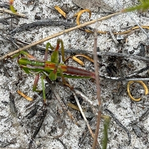 Unidentified Grasshopper (several families) at Gibson, WA by pamburgess