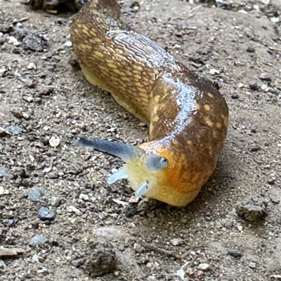 Limacus flavus (Yellow Cellar Slug) at Kurri Kurri, NSW - 1 Nov 2024 by shadowfeet