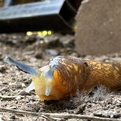 Limacus flavus at Kurri Kurri, NSW - 1 Nov 2024 03:43 PM
