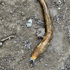 Limacus flavus at Kurri Kurri, NSW - 1 Nov 2024 03:43 PM