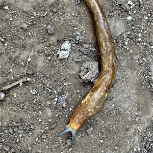 Limacus flavus at Kurri Kurri, NSW - 1 Nov 2024 03:43 PM