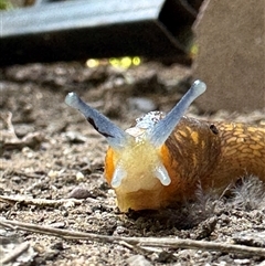 Limacus flavus at Kurri Kurri, NSW - 1 Nov 2024 03:43 PM