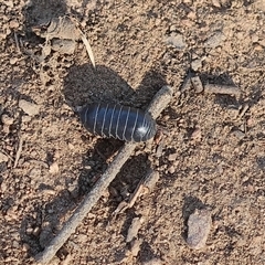 Armadillidium vulgare at Wodonga, VIC - 26 Oct 2024 by KylieWaldon