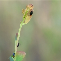 Adoxia benallae (Leaf beetle) at Wodonga, VIC - 26 Oct 2024 by KylieWaldon