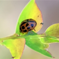 Peltoschema basicollis (Leaf beetle) at Wodonga, VIC - 26 Oct 2024 by KylieWaldon