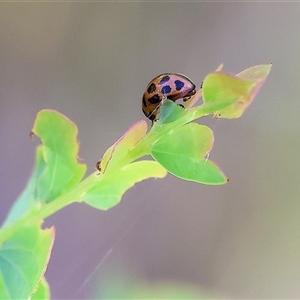 Peltoschema basicollis at Wodonga, VIC - 27 Oct 2024