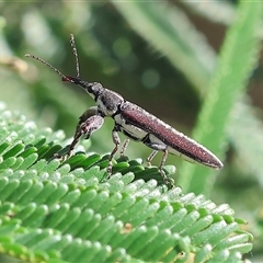 Rhinotia sp. (genus) (Unidentified Rhinotia weevil) at Wodonga, VIC - 27 Oct 2024 by KylieWaldon