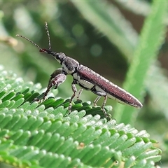 Rhinotia sp. (genus) (Unidentified Rhinotia weevil) at Wodonga, VIC - 27 Oct 2024 by KylieWaldon