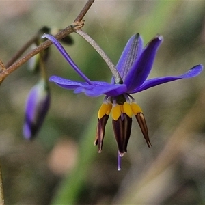 Dianella revoluta var. revoluta at Goulburn, NSW - 1 Nov 2024