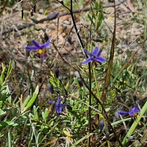 Dianella revoluta var. revoluta at Goulburn, NSW - 1 Nov 2024